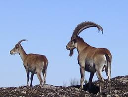 Semien Mountains National Park - Walia Ibex